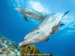 Bottlenose dolphin rubs its rostrum on a sponge by Bernard Beaussier 